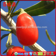 Seleção de mão bagas de goji orgânico goji berry china bagas de goji com venda quente